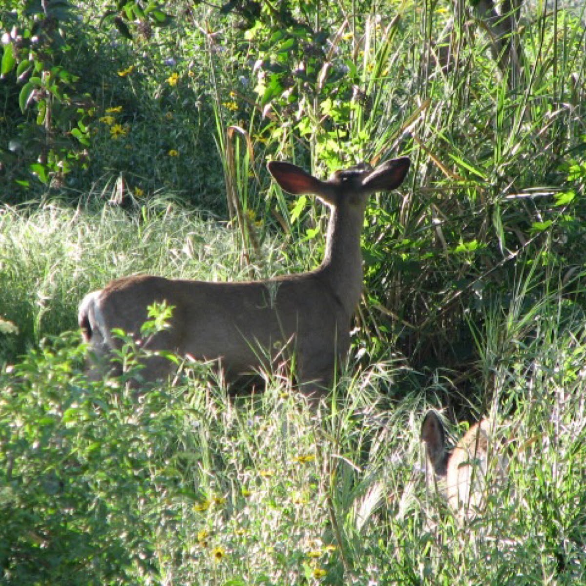 Mule deer