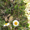 Daisy fleabane