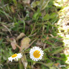 Daisy fleabane