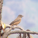 Say's Phoebe