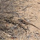 Western Whiptail Lizard