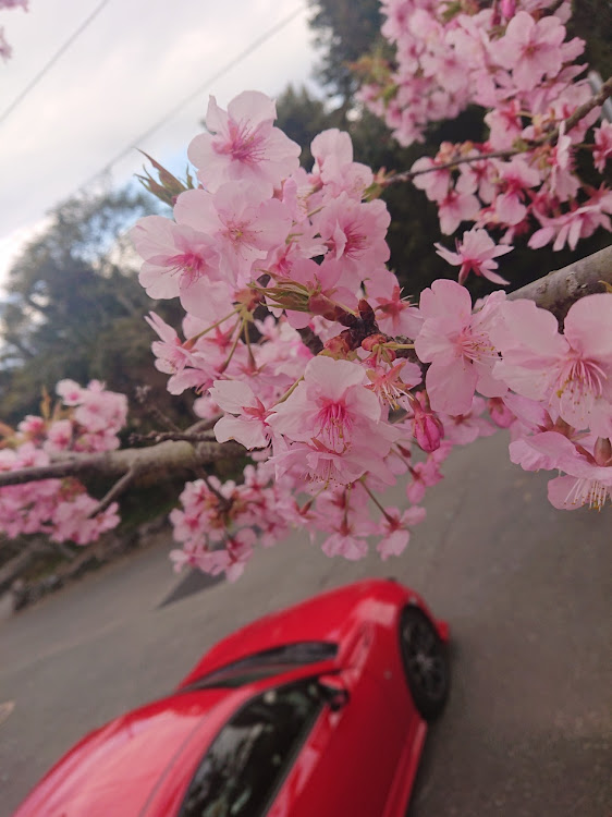 86の86BRZ・河津桜・右斜め前写真展・左斜め後ろ写真展・あと一踏ん張りに関するカスタム事例の投稿画像1枚目