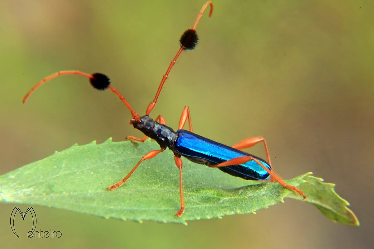 Long horn beetle