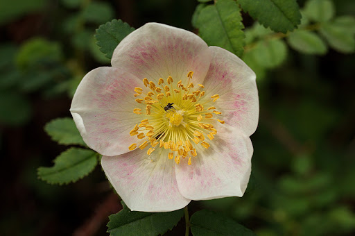 Rosa pimpinellifolia