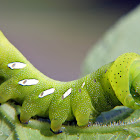 Sphinx moth caterpillar