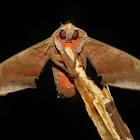 Hawk Moth