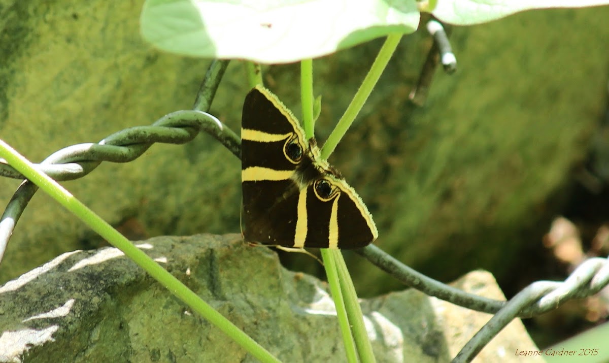 Noctuidae Moth