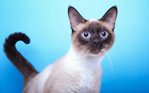 Curious Cat with Striking Blue Eyes and screenshot 2