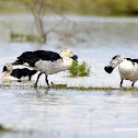 knob-billed duck /  செண்டு வாத்து