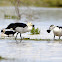 knob-billed duck /  செண்டு வாத்து