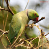 Rose-Ringed Parakeet