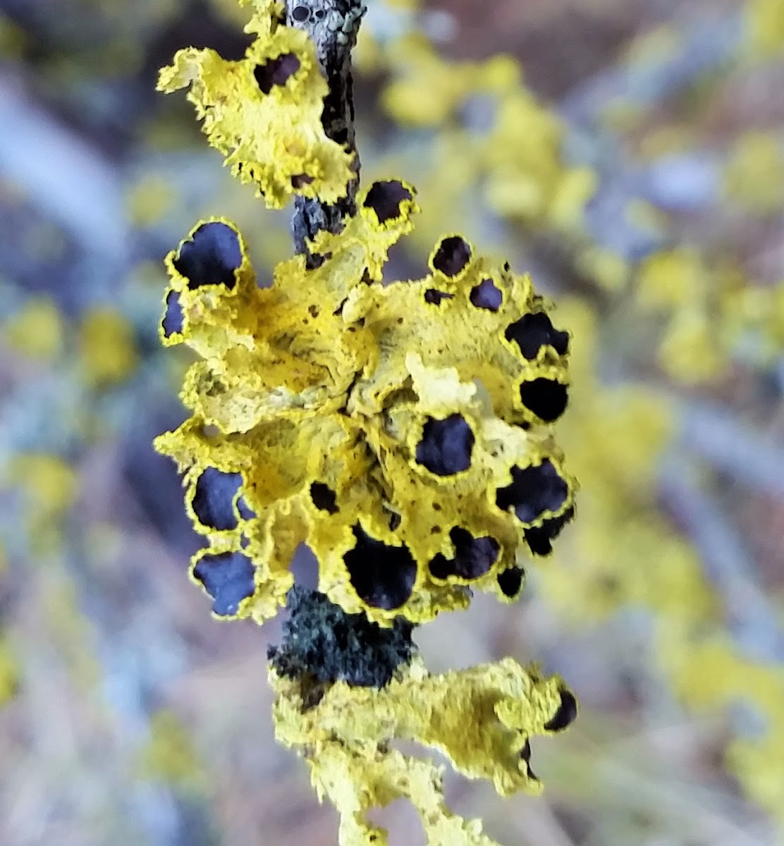 Brown-eyed Sunshine Lichen