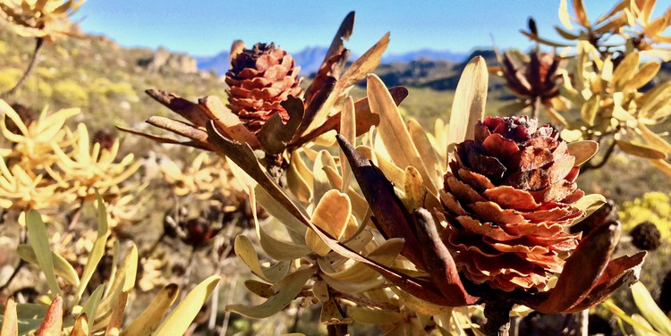 The mountains, valleys and plains of the Cape are home to thousands of species of plants that are not found anywhere else in the world.