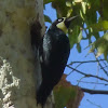 Acorn Woodpecker