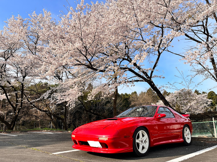 RX-7の桜とコラボ・桜・FC3S・サクラと愛車・マフラー交換に関するカスタム事例の投稿画像1枚目