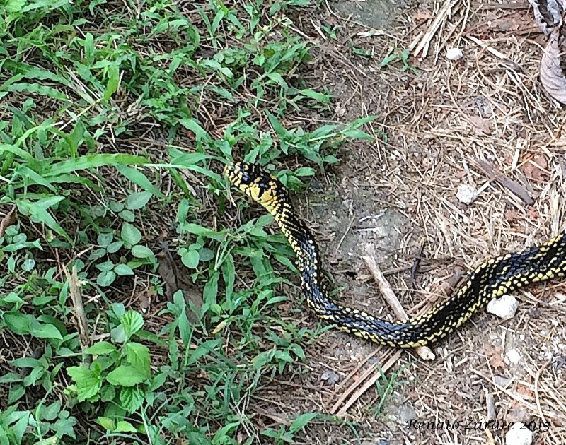 Mexican Tiger Rat Snake