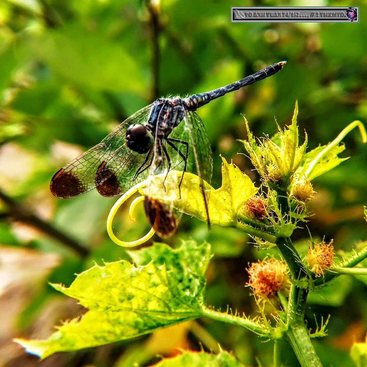 Black-tipped percher, male