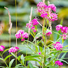 Rose milkflower, rose milkweed, swamp milkweed, swamp silkweed, white Indian hemp,