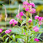 Rose milkflower, rose milkweed, swamp milkweed, swamp silkweed, white Indian hemp,