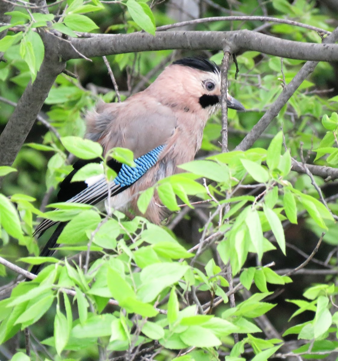 Eurasian Jay