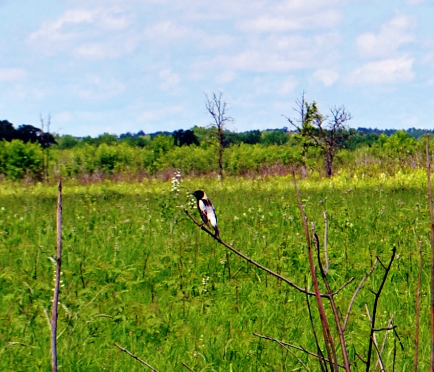 Bobolink