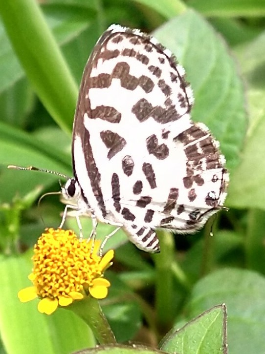 Common Pierrot