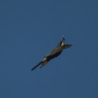 Chestnut-headed bee-eater