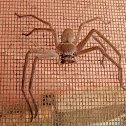 Huntsman Spider