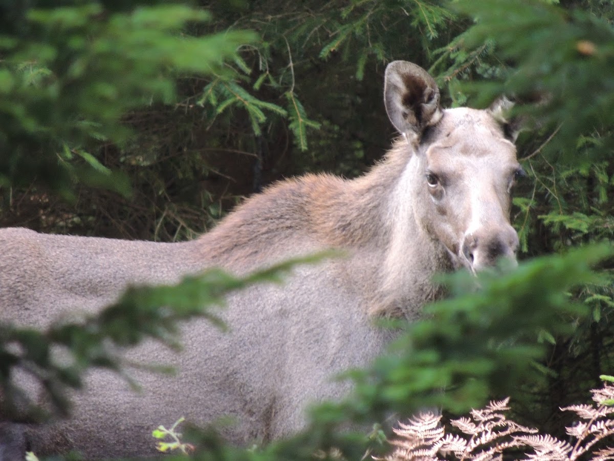 Elk