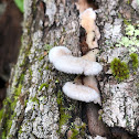 Splitgill Mushroom