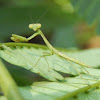 Carolina Mantis (Nymph)