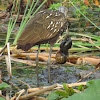 Limpkin