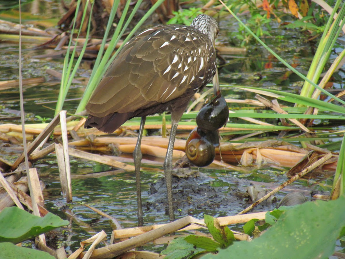 Limpkin