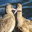 Marbled Godwits