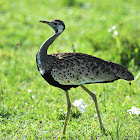 Bustard: Black-bellied Bustard