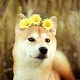 Download Shiba inu Wallpapers HD For PC Windows and Mac 2.0