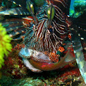 Lionfish