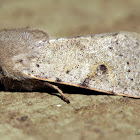 Dart Moth