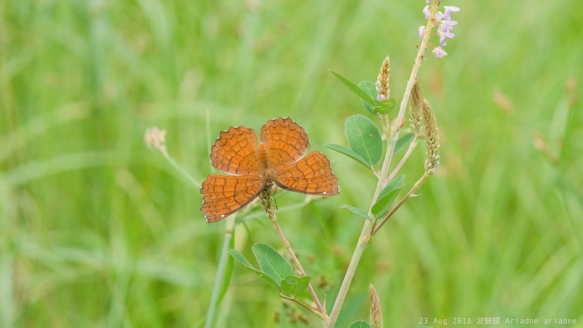 Ariadne ariadne 波蛺蝶