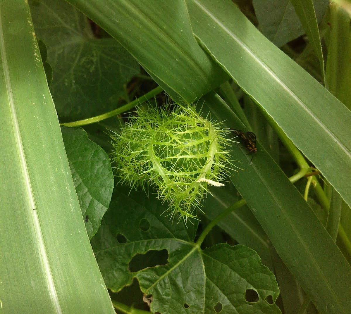 Wild Maracuja