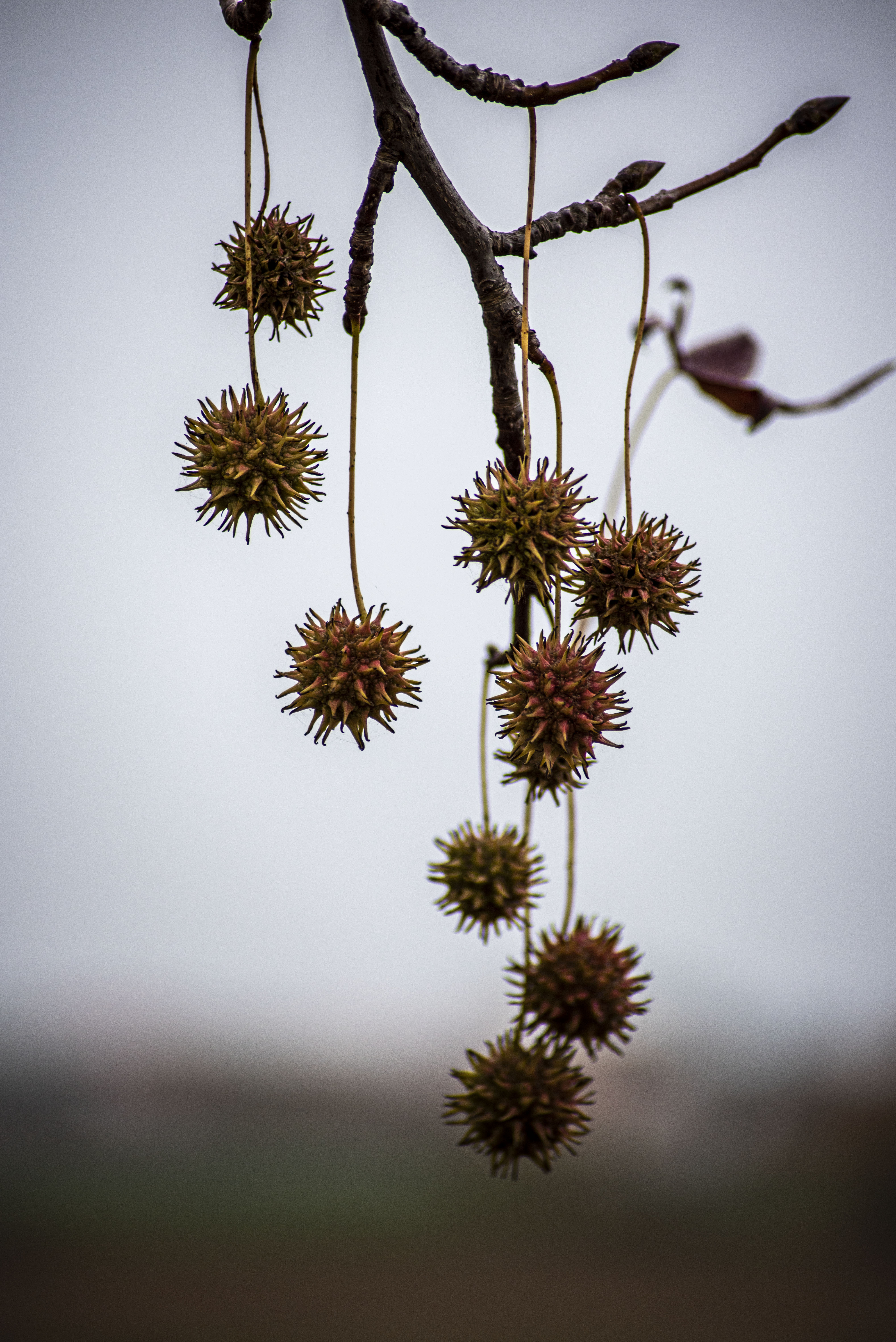 Natura pericolosa  di ChB