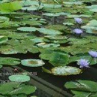 滴水坊(嘉義會館滴水坊)