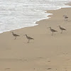 Long-billed Curlew