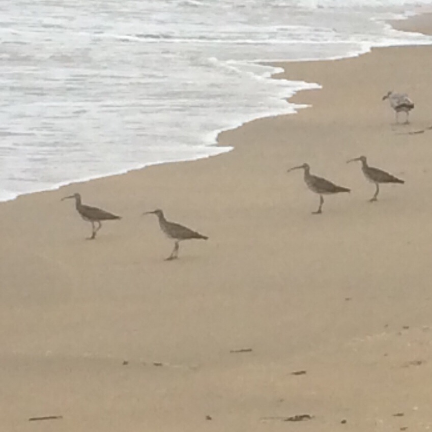 Long-billed Curlew