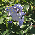 Plumbago Imperial Blue Flower