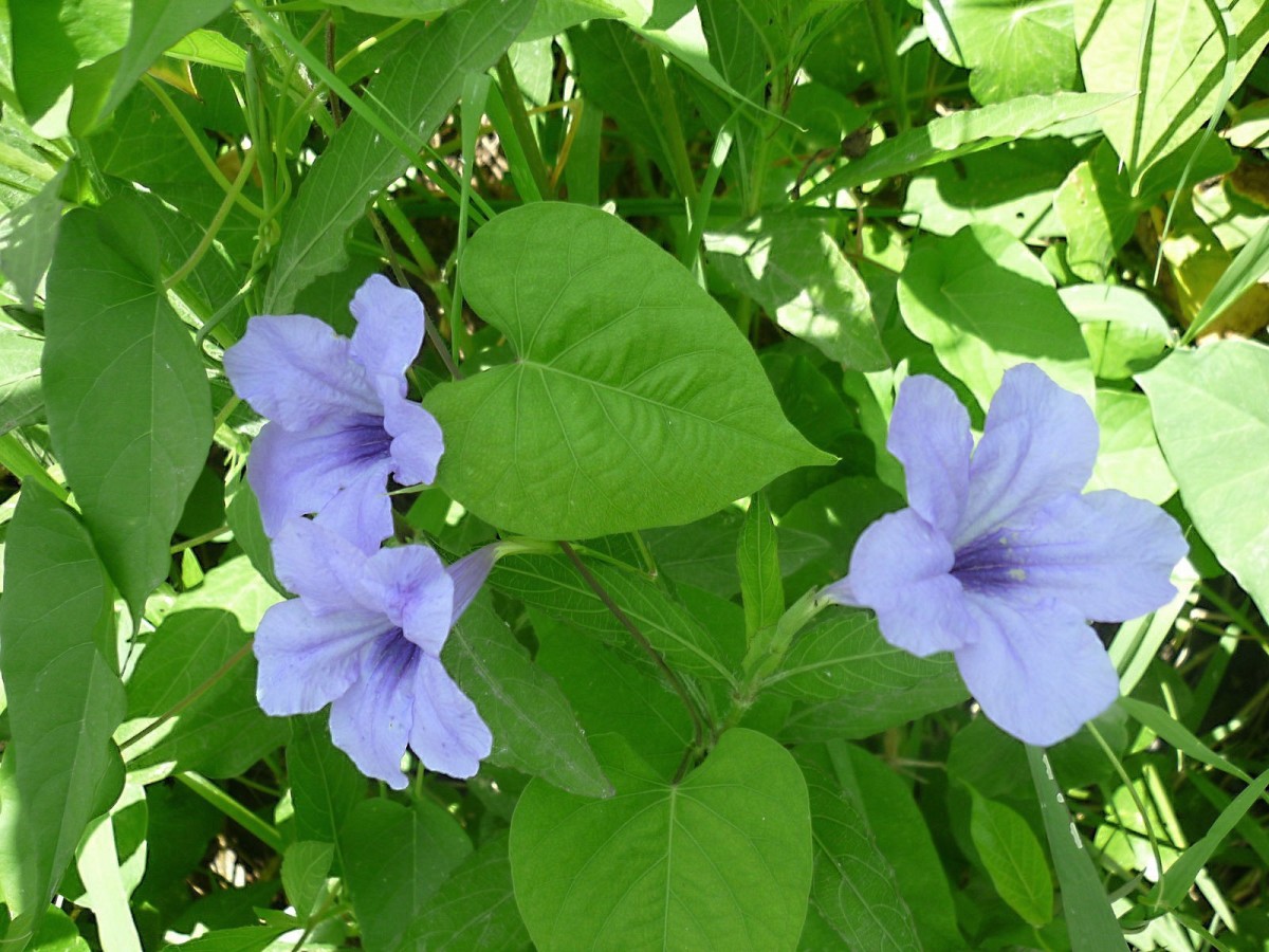 Wild Petunia