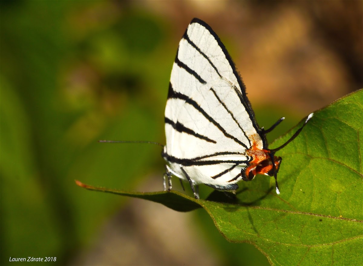 Fine-Lined Stripestreak