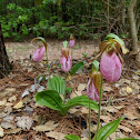 Pink Lady's Slipper