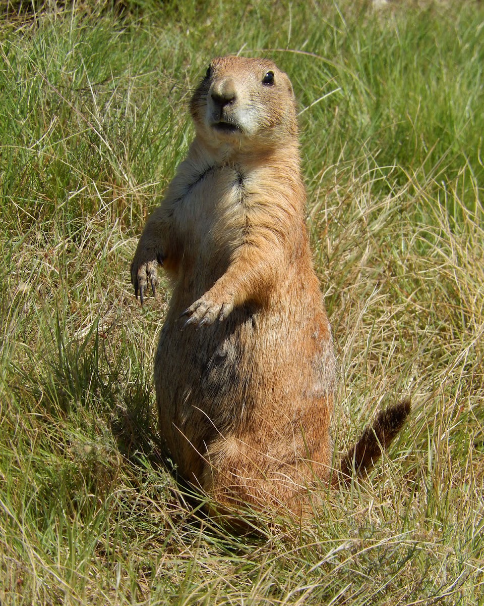 Black-Tailed Prairie Dog