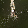 Web Debris Spider